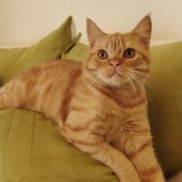 Gattini Scottish Fold e Straight