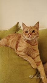 Gattini Scottish Fold e Straight