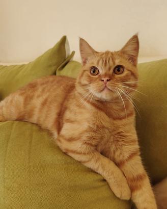 Gattini Scottish Fold e Straight