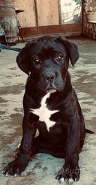 Cane corso