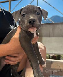 Cucciol di Amstaff nata il 21.08.2026