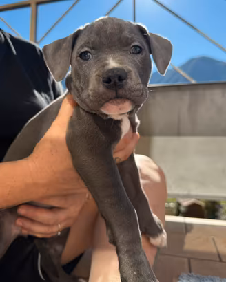 Cucciol di Amstaff nata il 21.08.2026