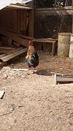  gallo di razza siciliana