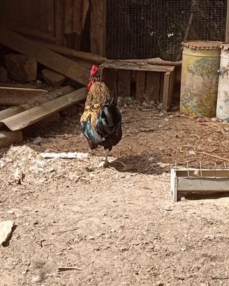  gallo di razza siciliana