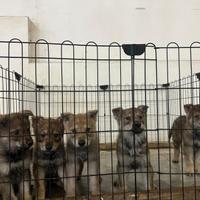 Cane lupo cecoslovacco