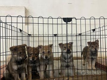 Cane lupo cecoslovacco