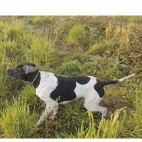 Pointer pronto caccia