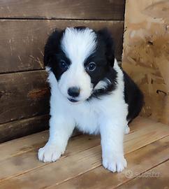 Cuccioli di Border Collie