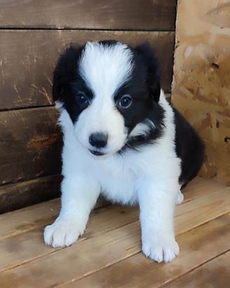 Cuccioli di Border Collie