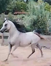 Cavallo arabo