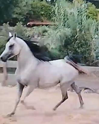 Cavallo arabo