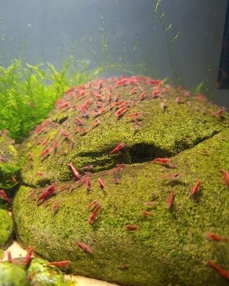 Neocaridina davidi red cherry/ sakura / fire red