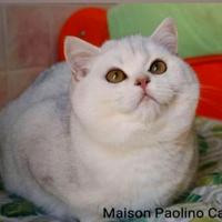 Gattini british Shorthair di 4 mesi