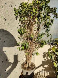 ficus benjamin pianta in vaso