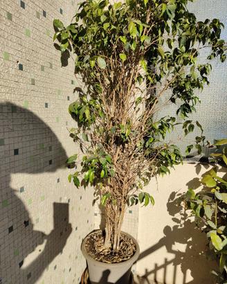 ficus benjamin pianta in vaso