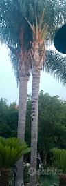 2 Palme Regina Syagrus 8m