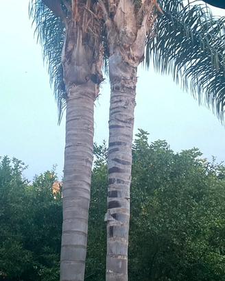 2 Palme Regina Syagrus 8m