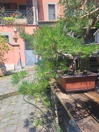 Pino nero bonsai