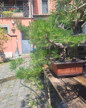 Pino nero bonsai