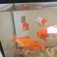 Pesci rossi e un oranda testa rossa