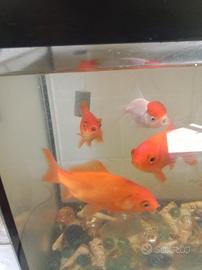 Pesci rossi e un oranda testa rossa