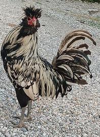 Galline padovane