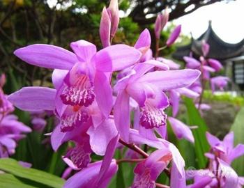 3 rizomi di bletilla striata fuxia 