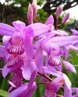 3 rizomi di bletilla striata fuxia 