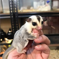 Baby Petauro White Face