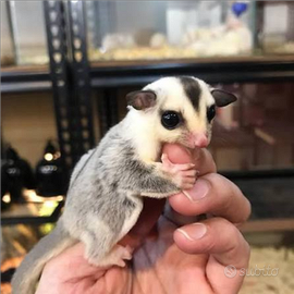 Baby Petauro White Face