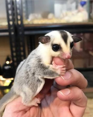 Baby Petauro White Face