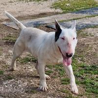 Bullterrier