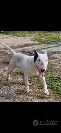 Bullterrier