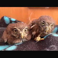 Pulli rapaci civette pigmee brasiliane