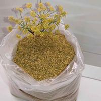 Fiore di finocchio selvatico