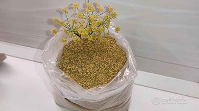 Fiore di finocchio selvatico