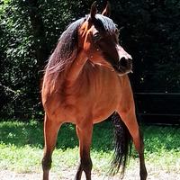 Cavallo arabo