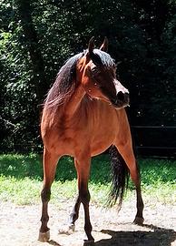 Cavallo arabo