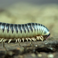 Chicobolus spinigerus "Ivory" e "salmon"