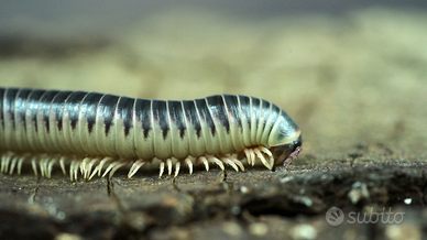 Chicobolus spinigerus "Ivory" e "salmon"