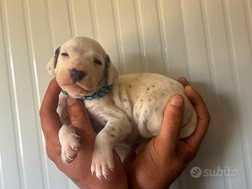 Cucciolo dalmata pedigree enci