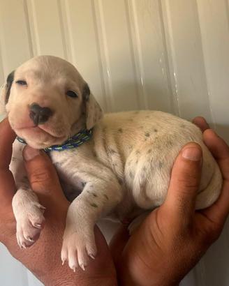 Cucciolo dalmata pedigree enci
