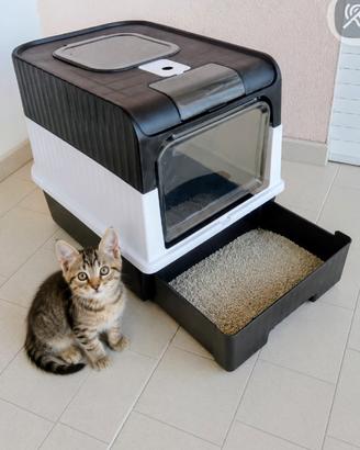lettiera per gatti 