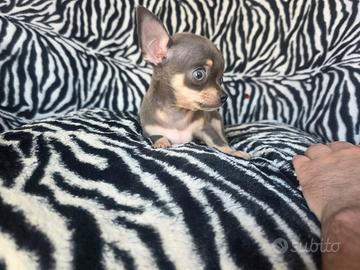 Chihuahua maschio blue fawn occhi blu 70gg