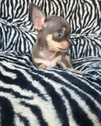 Chihuahua maschio blue fawn occhi blu 70gg