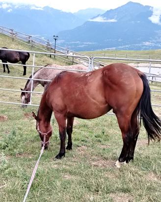 Cavallo