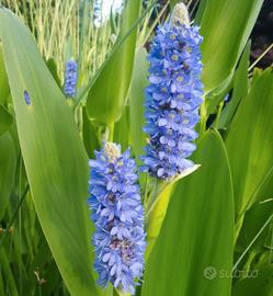 Pontederia cordata 