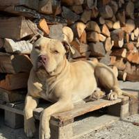 Pitbull per monta