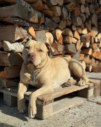 Pitbull per monta