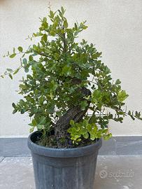 Bonsai Sughera
